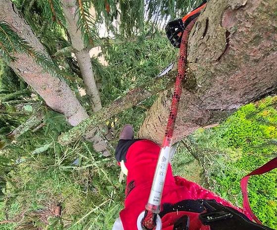 Élagage en grimpe sur résineux