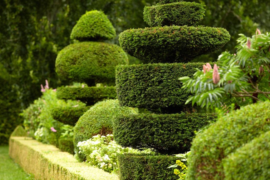Soin & Entretien des Arbres